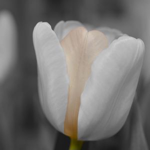 Preview wallpaper tulip, flower, bud, petals, blur