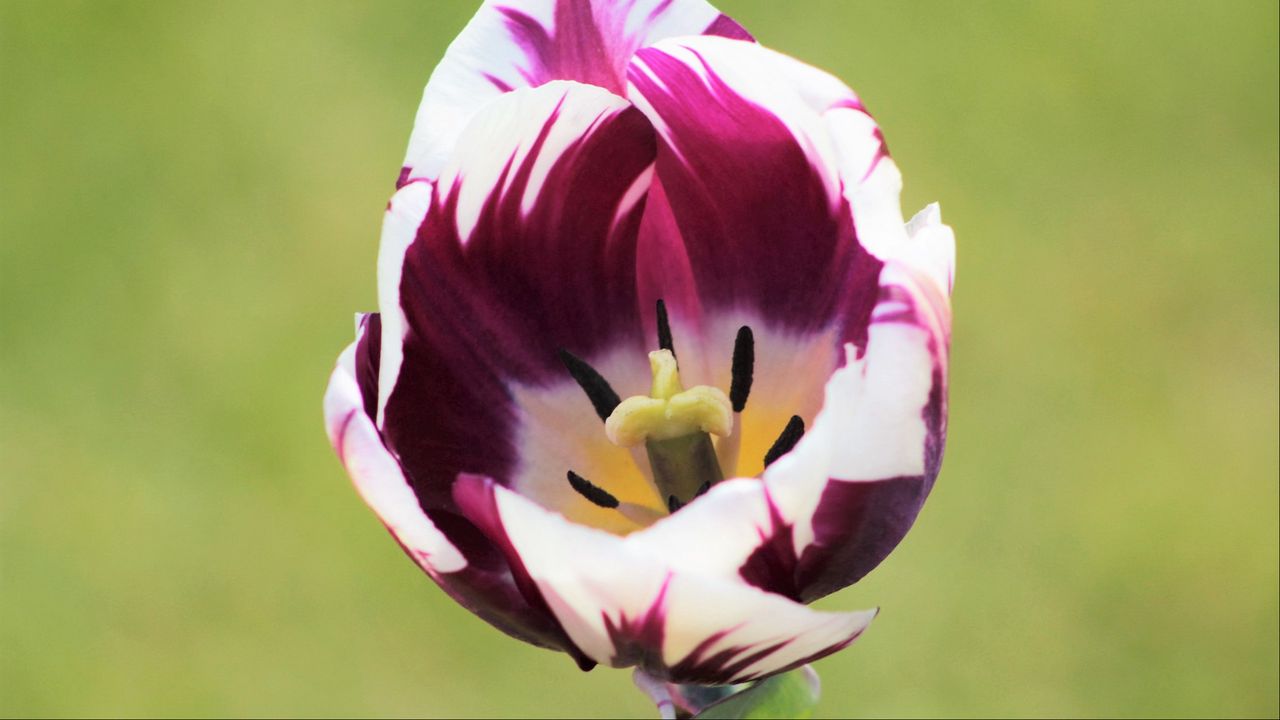 Wallpaper tulip, flower, bud, petals, spotted