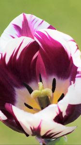 Preview wallpaper tulip, flower, bud, petals, spotted