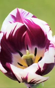 Preview wallpaper tulip, flower, bud, petals, spotted