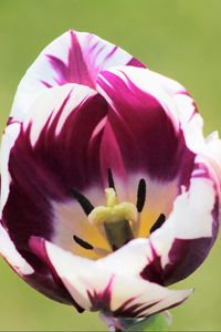 Preview wallpaper tulip, flower, bud, petals, spotted