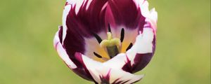 Preview wallpaper tulip, flower, bud, petals, spotted