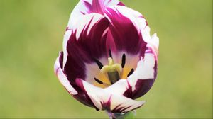 Preview wallpaper tulip, flower, bud, petals, spotted