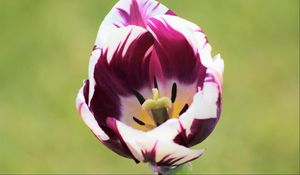 Preview wallpaper tulip, flower, bud, petals, spotted