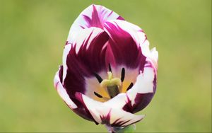 Preview wallpaper tulip, flower, bud, petals, spotted