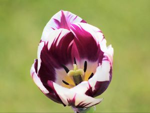 Preview wallpaper tulip, flower, bud, petals, spotted