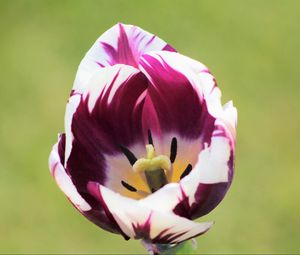 Preview wallpaper tulip, flower, bud, petals, spotted