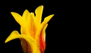 Preview wallpaper tulip, flower, bud, petals
