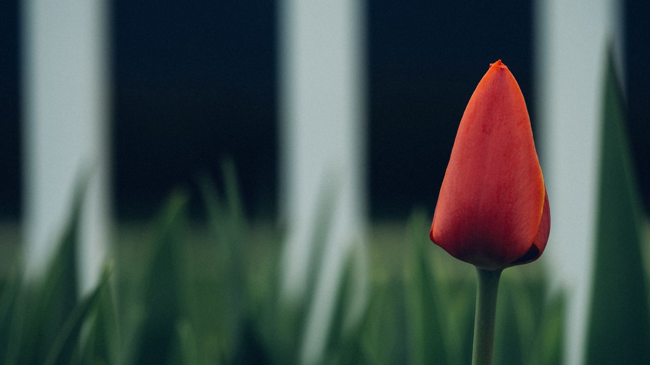 Wallpaper tulip, flower, bud, blur
