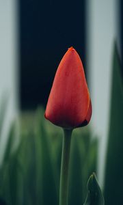Preview wallpaper tulip, flower, bud, blur