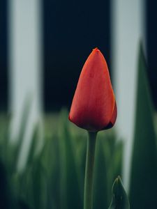 Preview wallpaper tulip, flower, bud, blur