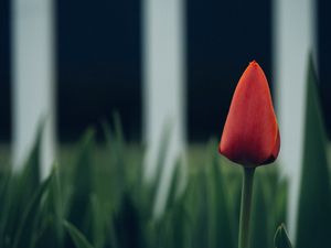 Preview wallpaper tulip, flower, bud, blur