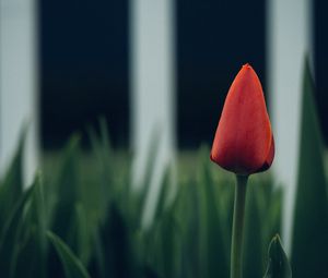 Preview wallpaper tulip, flower, bud, blur
