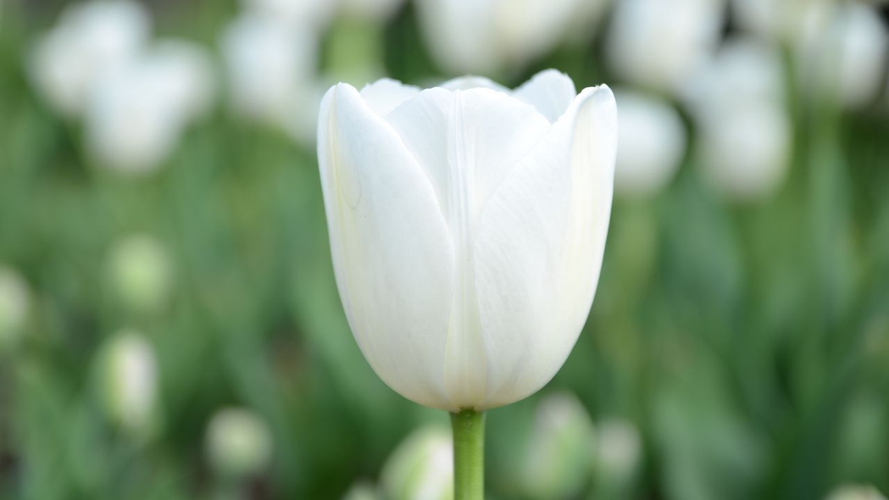Wallpaper tulip, flower, bud, petals, white