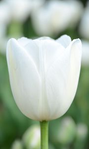 Preview wallpaper tulip, flower, bud, petals, white