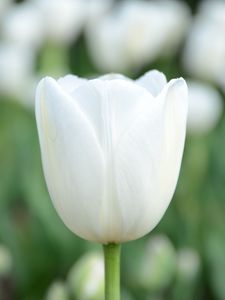 Preview wallpaper tulip, flower, bud, petals, white