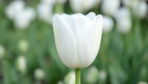 Preview wallpaper tulip, flower, bud, petals, white