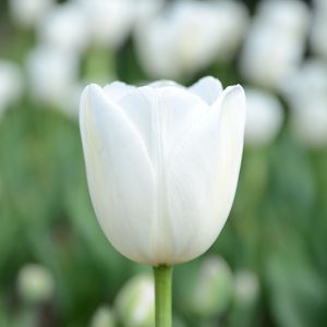 Preview wallpaper tulip, flower, bud, petals, white