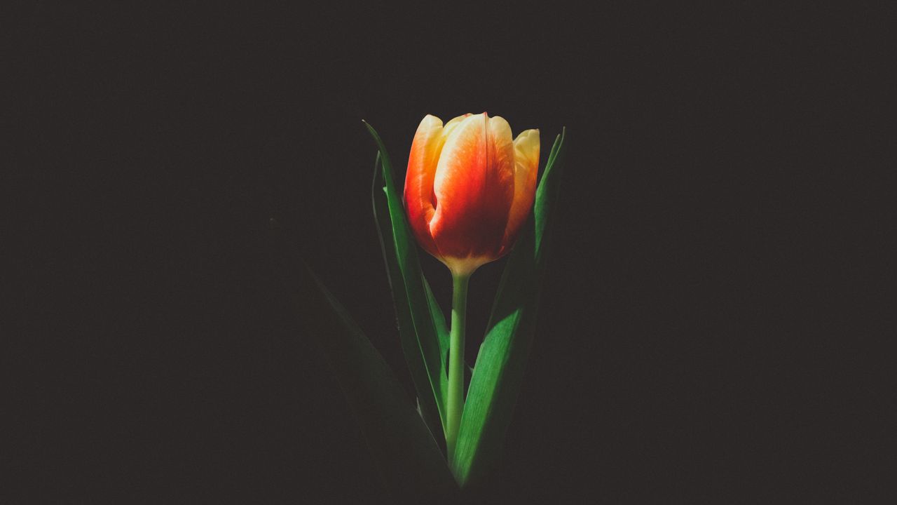Wallpaper tulip, flower, bud