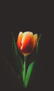 Preview wallpaper tulip, flower, bud