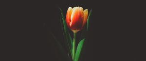 Preview wallpaper tulip, flower, bud