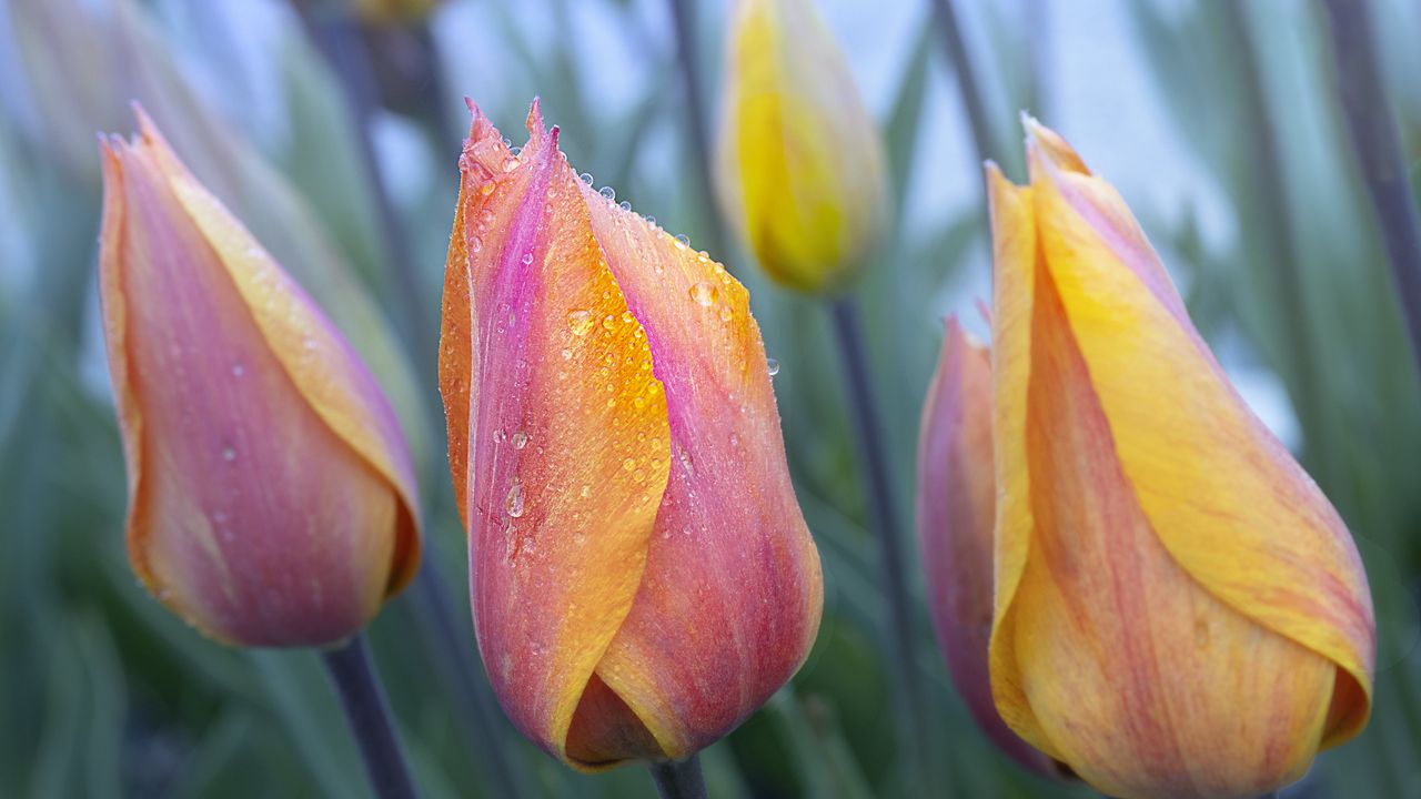 Wallpaper tulip, flower, bud, spring, drops, dew