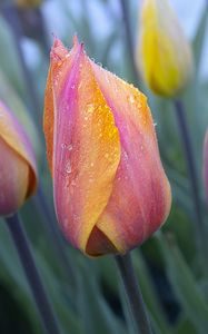 Preview wallpaper tulip, flower, bud, spring, drops, dew