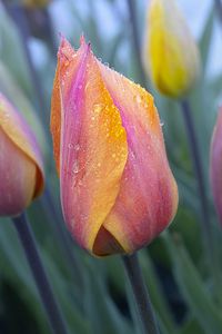 Preview wallpaper tulip, flower, bud, spring, drops, dew