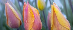 Preview wallpaper tulip, flower, bud, spring, drops, dew