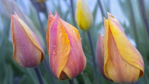 Preview wallpaper tulip, flower, bud, spring, drops, dew