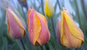 Preview wallpaper tulip, flower, bud, spring, drops, dew