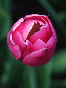 Preview wallpaper tulip, flower, bud, pink