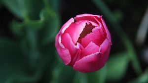Preview wallpaper tulip, flower, bud, pink