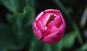 Preview wallpaper tulip, flower, bud, pink