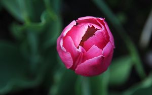 Preview wallpaper tulip, flower, bud, pink