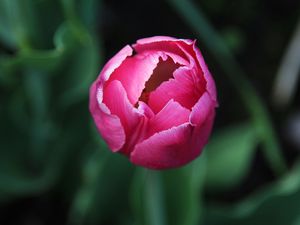 Preview wallpaper tulip, flower, bud, pink