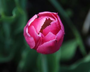 Preview wallpaper tulip, flower, bud, pink