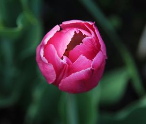 Preview wallpaper tulip, flower, bud, pink