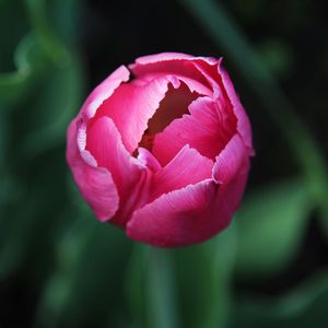 Preview wallpaper tulip, flower, bud, pink