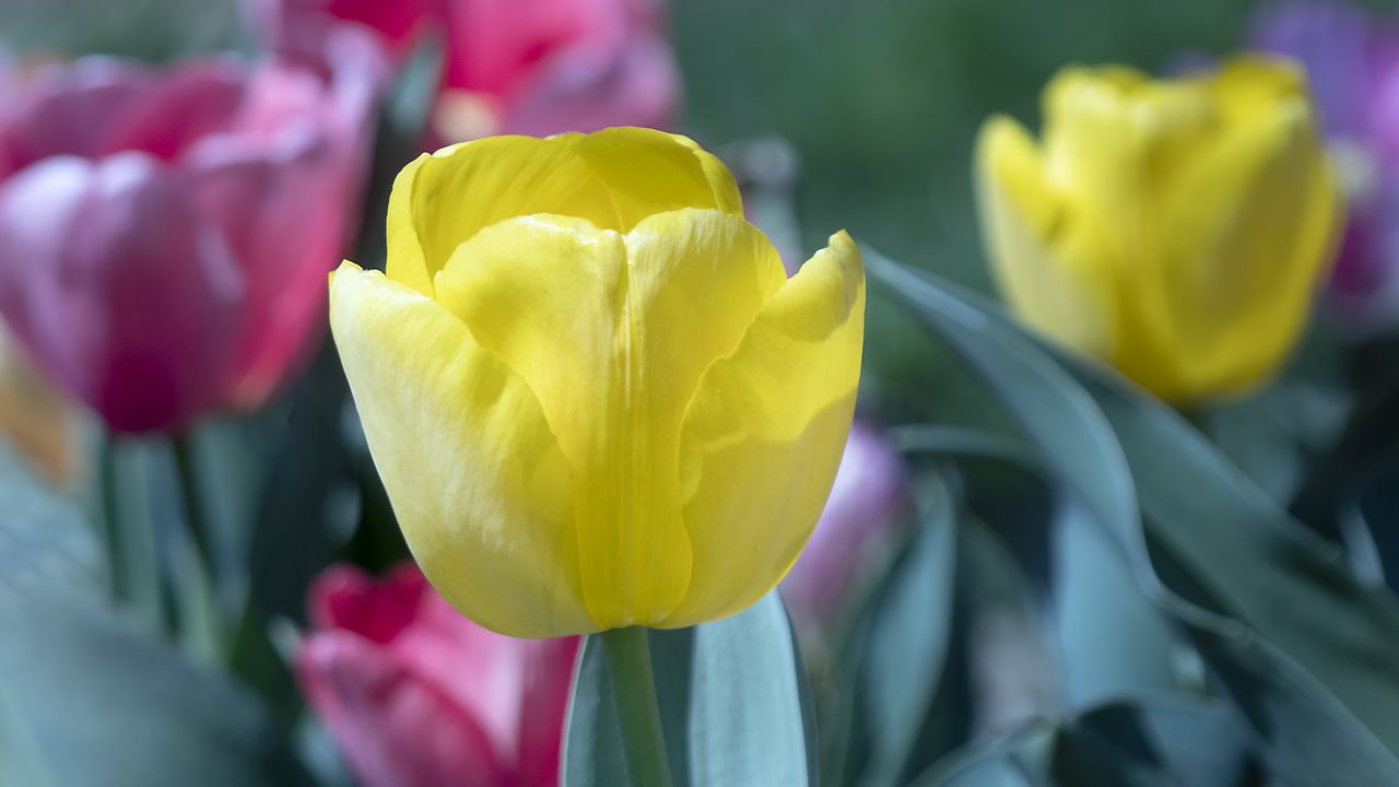 Wallpaper tulip, flower, bud, petals, yellow, spring
