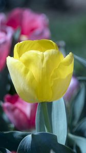 Preview wallpaper tulip, flower, bud, petals, yellow, spring