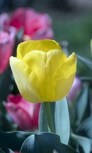 Preview wallpaper tulip, flower, bud, petals, yellow, spring