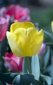 Preview wallpaper tulip, flower, bud, petals, yellow, spring