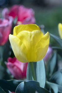 Preview wallpaper tulip, flower, bud, petals, yellow, spring