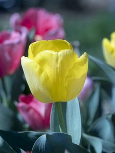 Preview wallpaper tulip, flower, bud, petals, yellow, spring