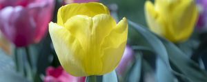 Preview wallpaper tulip, flower, bud, petals, yellow, spring