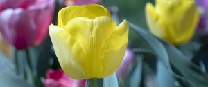 Preview wallpaper tulip, flower, bud, petals, yellow, spring