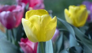 Preview wallpaper tulip, flower, bud, petals, yellow, spring