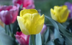 Preview wallpaper tulip, flower, bud, petals, yellow, spring