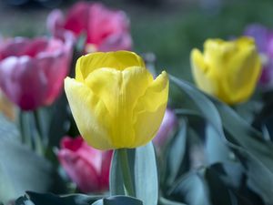 Preview wallpaper tulip, flower, bud, petals, yellow, spring